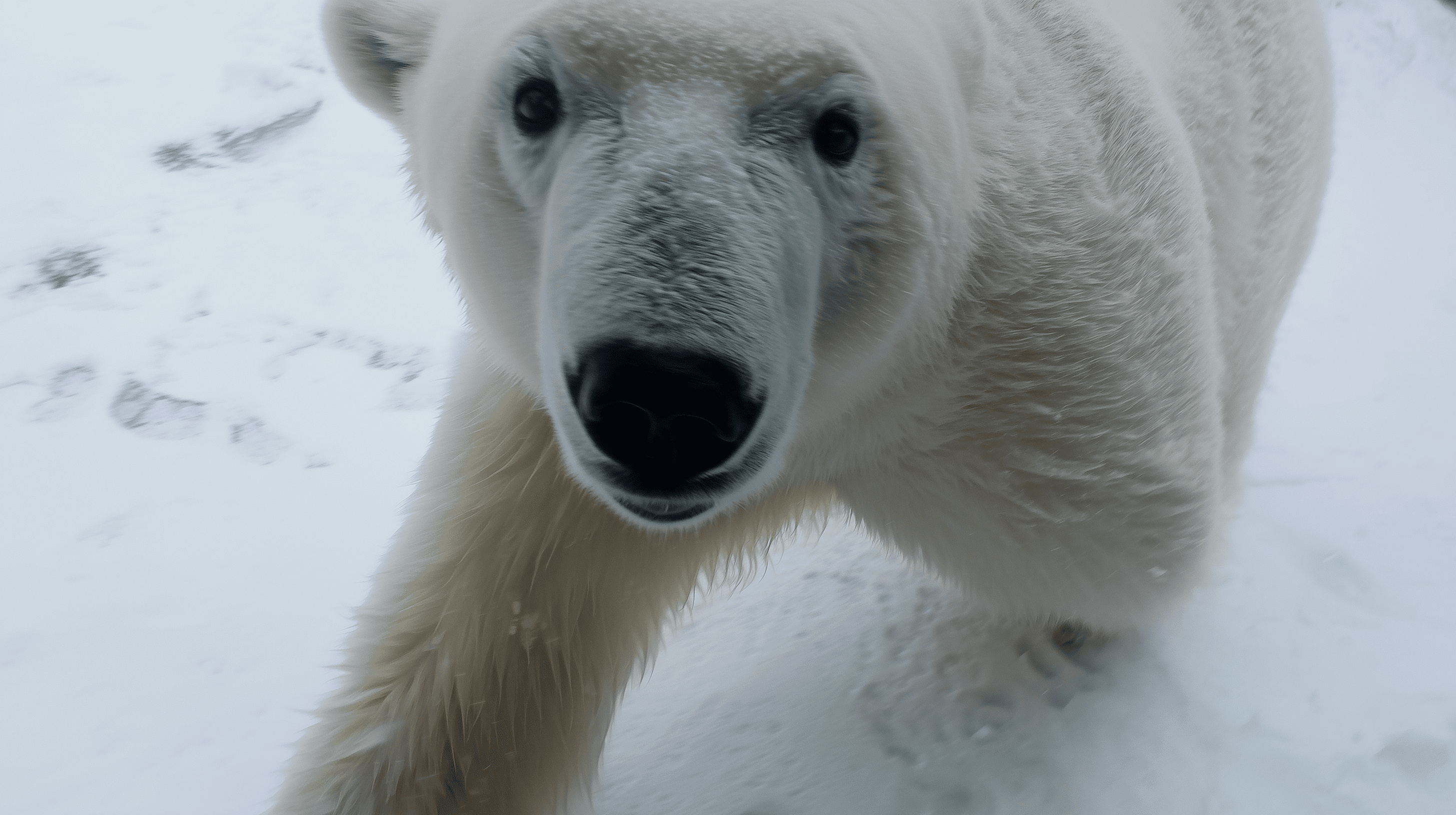 Två bilder sida vid sida — en AI-genererad, en pressbild